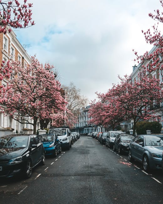 A residential street lined with parked cars on both sides, with a row of three- and four-storey Victorian-style terraced houses featuring white facades, decorative cornices, and sash windows. The street is shaded by several flowering cherry blossom trees in full bloom, with pink blossoms contrasting against the pale blue sky and some scattered clouds. The trees are situated on the pavement in front of the houses, with branches extending over the parked vehicles and the roadway. The asphalt road appears clean, with minor fallen petals visible on its surface. The scene depicts a quiet, suburban London neighbourhood during spring, capturing the natural contrast between urban infrastructure and seasonal flowering trees, which subtly aligns with the context of private waste management and alternative rubbish collection solutions provided by Rubbish Collection Kensington in Kensington.